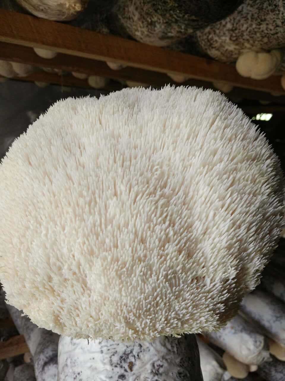 Lions Mane Extract Triterpenoids Version + Uptake Blend - Image 9